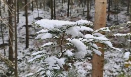 爆料新余下雪的视频,银装素裹，冬日美景如画”