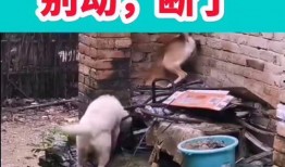 搞笑最新爆料视频,笑到肚子疼！