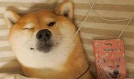 网红吃瓜狗子图片高清大图,高清大图带你领略萌宠魅力