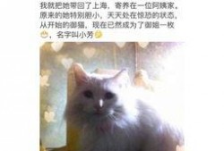 娱乐吃瓜君网红虐猫,娱乐吃瓜君引发社会关注与谴责