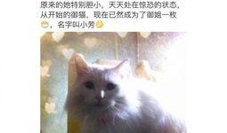 娱乐吃瓜君网红虐猫,娱乐吃瓜君引发社会关注与谴责