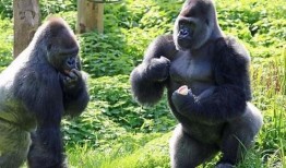 娱乐吃瓜酱动物园大猩猩,动物园大猩猩的趣味日常