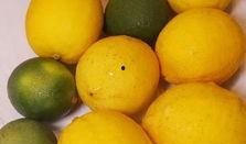 网红柠檬吃瓜,吃瓜界的清新代表