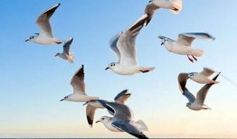 海鸥内饰爆料视频播放大全,尽览时尚与品质的完美融合