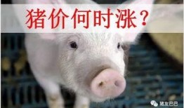 猪价最新爆料新闻网,全网热议，涨跌背后的真相揭晓！