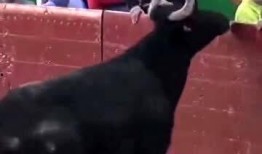 国外斗牛视频在线观看,在线观看斗牛视频的精彩瞬间