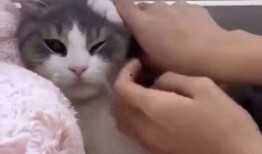 娱乐吃瓜君网红虐猫,娱乐吃瓜君引发社会关注与谴责