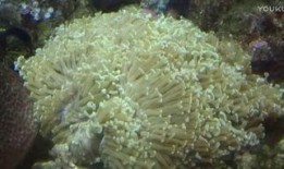 青青珊瑚岛在线观看,在线观看，探寻神秘海岛传奇之旅