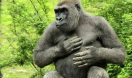 娱乐吃瓜酱动物园大猩猩,动物园大猩猩的趣味日常