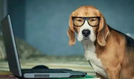 网红吃瓜狗子图片高清大图,高清大图带你领略萌宠魅力