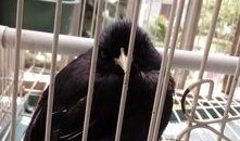 八哥最新爆料,揭秘娱乐圈最新动态与幕后故事