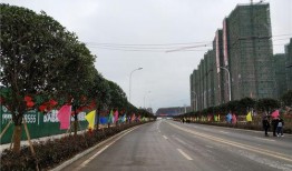 金龙大道最新爆料,揭秘神秘项目背后的惊人真相