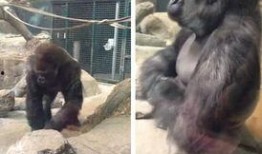 娱乐吃瓜酱动物园大猩猩,动物园大猩猩的趣味日常