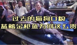 上条蓝在线观看,揭秘神秘少女的奇幻冒险之旅