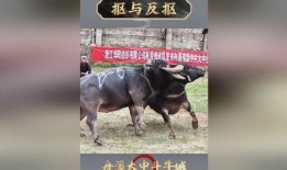 国外斗牛视频在线观看,在线观看斗牛视频的精彩瞬间