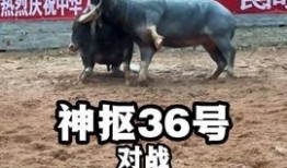 国外斗牛视频在线观看,在线观看斗牛视频的精彩瞬间