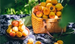 百果园爆料视频大全集,揭秘水果界的秘密与奇闻