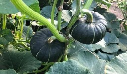 东北名媛吃瓜网红,揭秘网红背后的生活真相